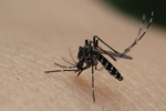 tropical diseases